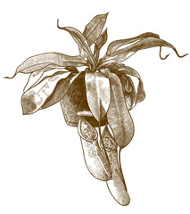engraving antique illustration of pitcher plant