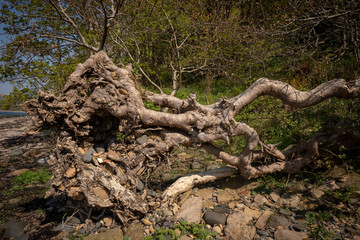 uprooted tree on the beach