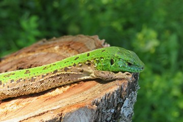 Naklejka na ściany i meble Beautiful green european lizard on a stump in the garden, closeup