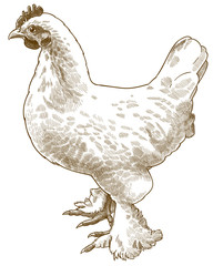 engraving antique illustration of white chicken