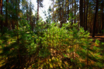 morning in the forest