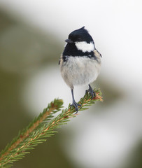 A small Coal tit sitting on a branch in the wild