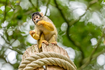 skull monkey sits on a pole