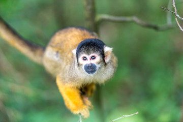 skull monkey is looking up