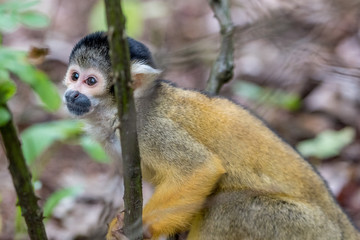 skull monkey sits behind a thin branch