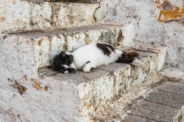 A cat relaxing on stone steps in Hydra. Stray cats in greek island, Greece