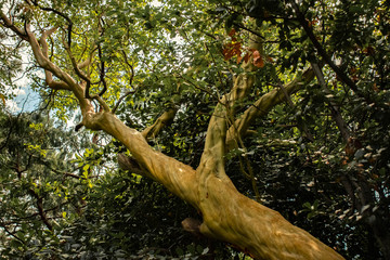 Exotic tree in the Park