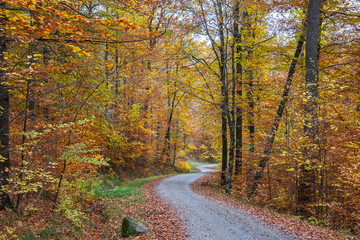 wooded road in autumn