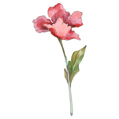 Poppy floral botanical flower. Watercolor background illustration set. Isolated poppy illustration element.