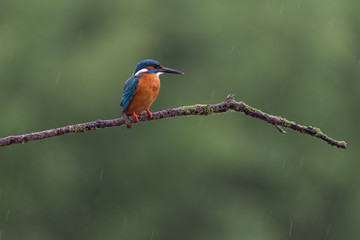 Eisvogel
