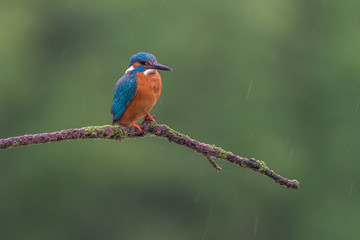 Eisvogel