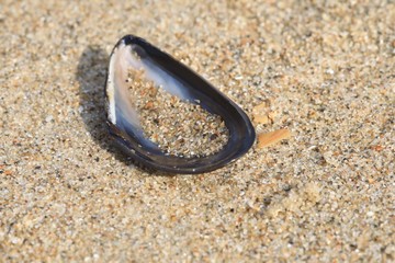 Muschel mit Sand gefüllt, Makro