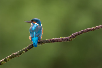 Eisvogel