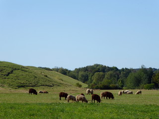 Weidende Schafherde