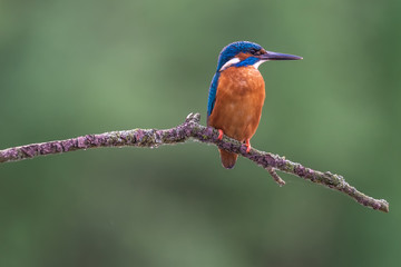 Eisvogel