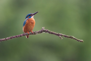 Eisvogel