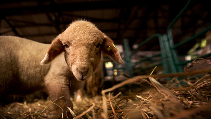 A beautiful little lamb is looking at the camera while it is in a stable on an animal farm.