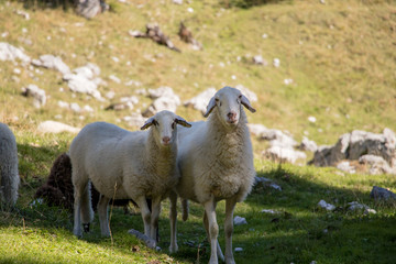 Two beautiful sheeps staring to camera