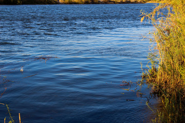 reflection of trees in the water