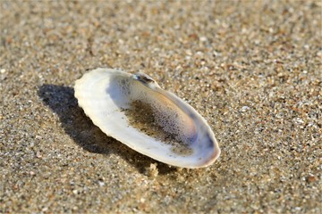 Fototapeta na wymiar Weiße Muschel mit Sand und Wasser gefüllt