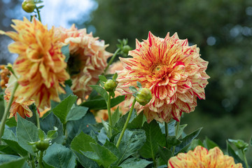 Dahlie gelb rot gesprenkelt wunderschön