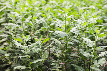 Green leaves and stems of young chrysanthemum grow in a greenhouse