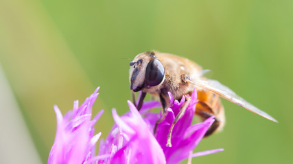 Bee on a cornflower closeup