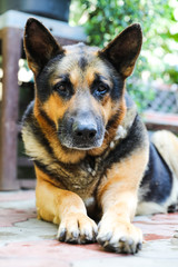 A dog a German shepherd with sad eyes lies in the yard. Portrait of an adult dog