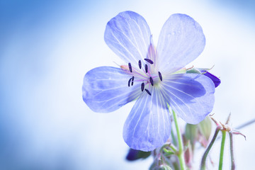 Fototapeta na wymiar Flower of Meadow geranium closeup