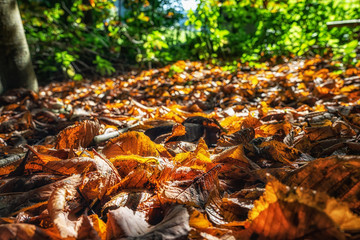 Autumn leaves in woodland clearing