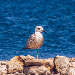 seagull on a rock