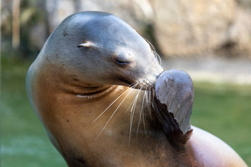 Seehund hält Flosse vor die Schnauze