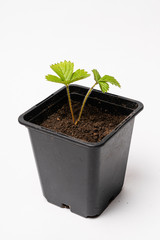 Growing Strawberry Plants in the pot