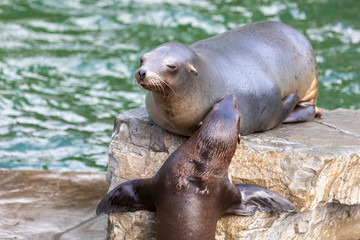 Seehund Mama mit Nachwuchs