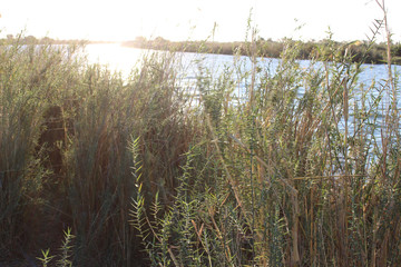 reeds in lake