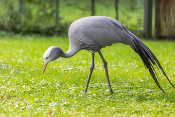 Paradieskranich