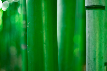 close-up of young bamboo sticks. green bamboo close-up