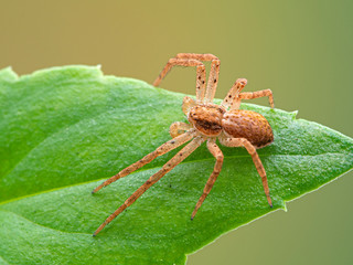 mature male crab spider, Philodromus species, climbing on a plant leaf. Dorsal view. These...