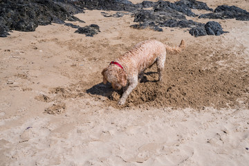 A curly haired terrier digging on the beach and covered with sand. 
