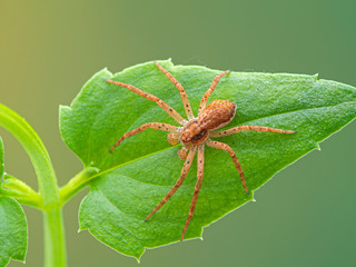 mature male crab spider, Philodromus species, climbing on a plant leaf. Dorsal view. These...