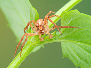 mature male crab spider, Philodromus species, climbing on a plant stem. From the front. These distinctively flattened spiders are common in North America and Europe