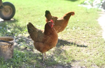 Two red hens wandering outdoors with green grass and old stuff around
