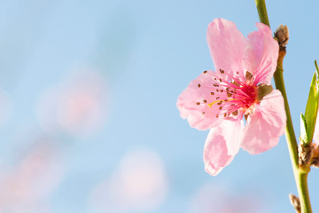 A blooming peach tree in spring. Red flowers peach blossoms blooming in early spring