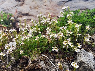 Beautiful small white flowers in the mountains.  Euphrasia hirtella