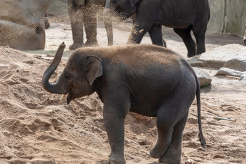 Kleiner Babyelefant spielt im Sand