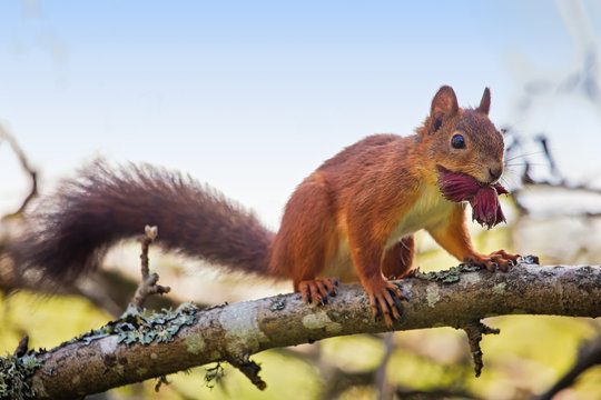 Eurasian red squirrel (Sciurus vulgaris)