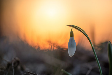 Schneegl&ouml;ckchen
