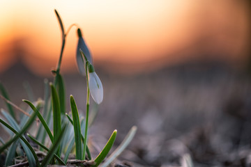 Schneegl&ouml;ckchen
