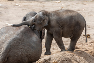Fototapeta premium Elefantenbaby sagt steh auf Mama