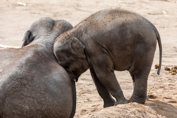 Fototapeta premium Elefantenbaby sagt steh auf Mama